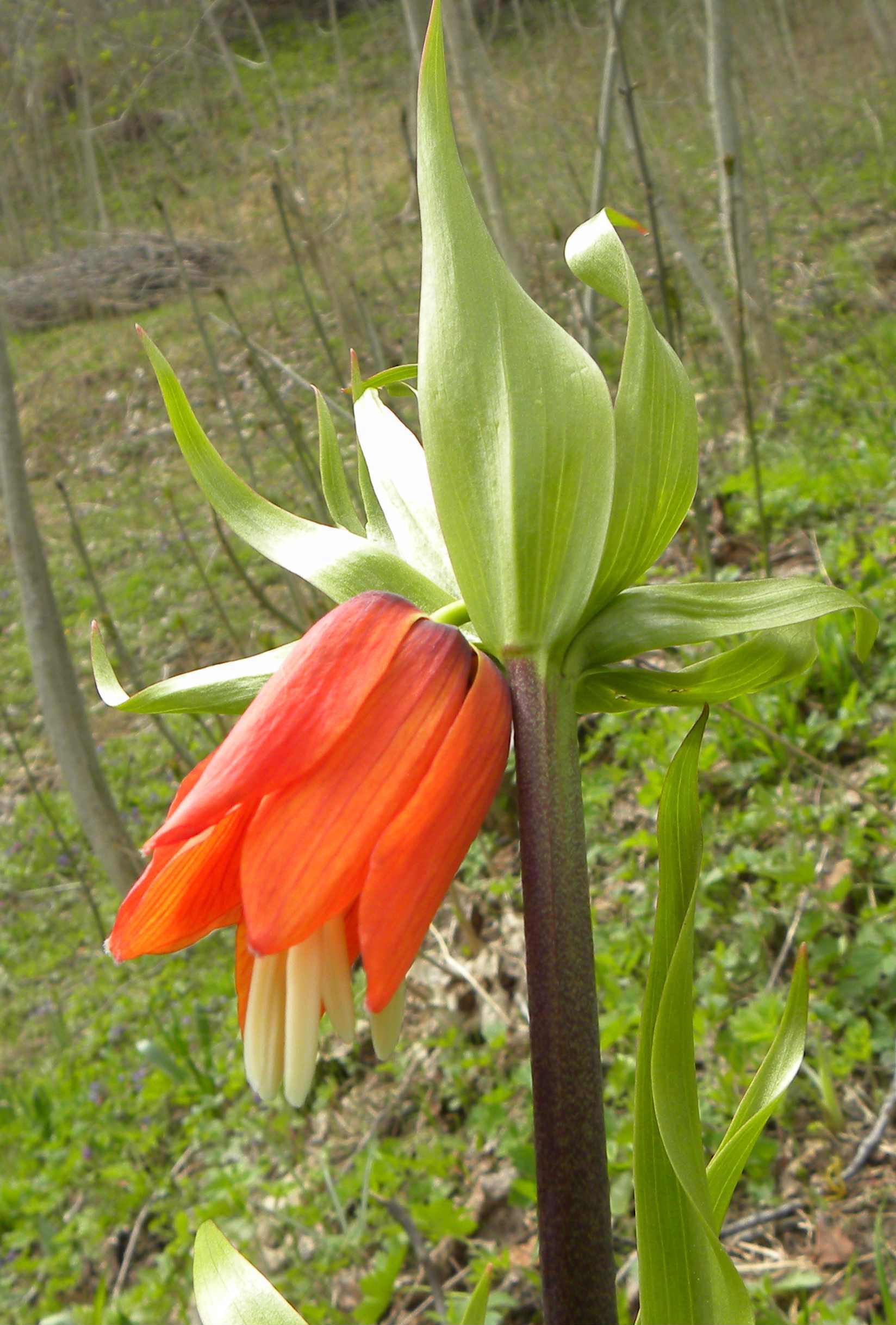 Fritillaria imperialis